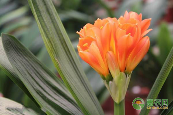 君子蘭幾天澆一次水？-圖片版權(quán)歸惠農(nóng)網(wǎng)所有