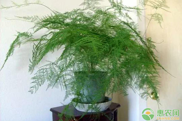 文竹幾天澆一次水？-圖片版權(quán)歸惠農(nóng)網(wǎng)所有