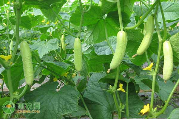 黃瓜幾天澆一次水？-圖片版權歸惠農(nóng)網(wǎng)所有