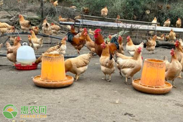 雞的養(yǎng)殖技術(shù)及飼養(yǎng)管理-圖片版權(quán)歸惠農(nóng)網(wǎng)所有