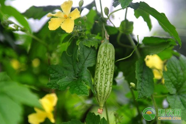 苦瓜種植方法-圖片版權(quán)歸惠農(nóng)網(wǎng)所有