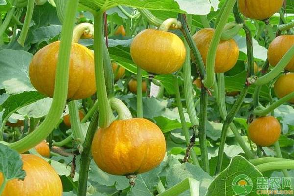 南瓜怎么种植才能高产？-图片版权归惠农网所有