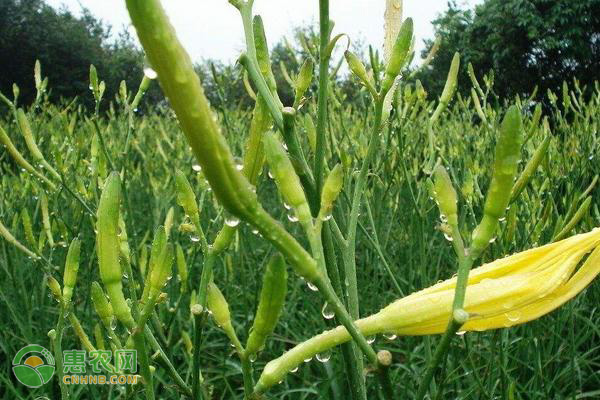 黄花菜怎么种植？-图片版权归惠农网所有
