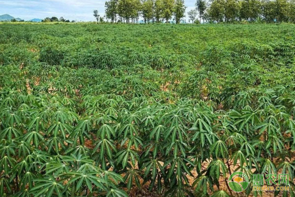木薯的種植方法及管理技術(shù)-圖片版權(quán)歸惠農(nóng)網(wǎng)所有