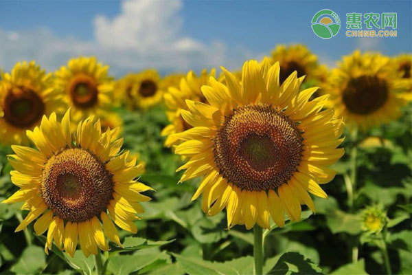 向日葵種植方法-圖片版權(quán)歸惠農(nóng)網(wǎng)所有