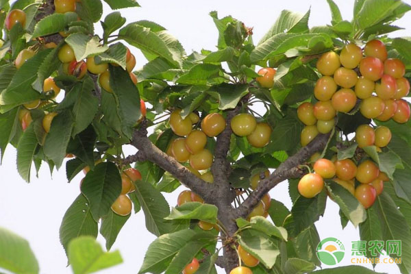 櫻桃樹怎么種植？-圖片版權(quán)歸惠農(nóng)網(wǎng)所有