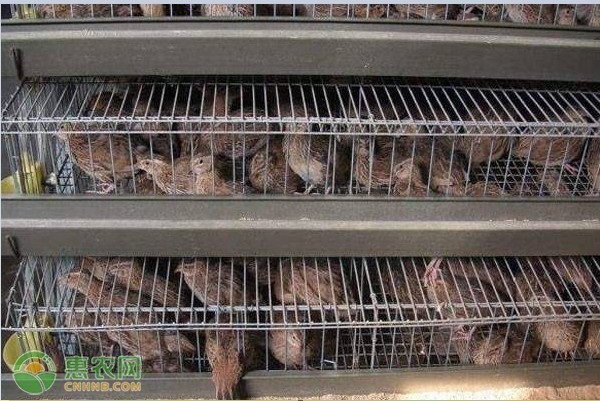 鹌鹑的养殖方法及技巧-图片版权归惠农网所有