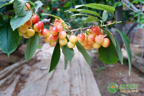 櫻桃樹怎么種植？-圖片版權(quán)歸惠農(nóng)網(wǎng)所有