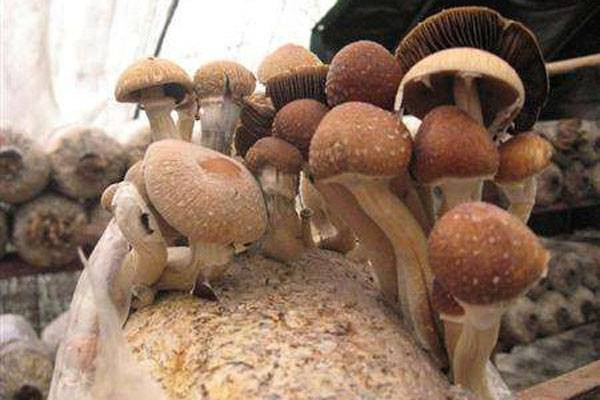 茶树菇哪里产的最正宗？