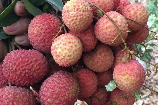 盘点6月上市的水果种类