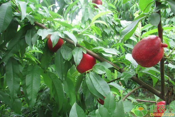 桃樹6月份管理方法-圖片版權(quán)歸惠農(nóng)網(wǎng)所有