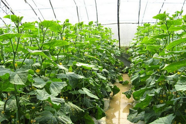 盘点6月上市的蔬菜种类