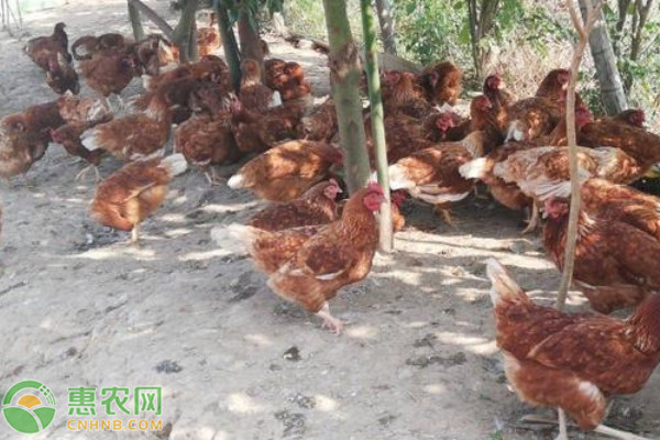 農(nóng)村散養(yǎng)雞的養(yǎng)殖管理-圖片版權(quán)歸惠農(nóng)網(wǎng)所有