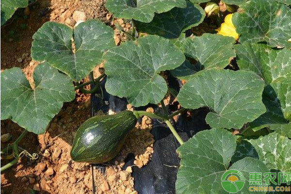 南瓜種植管理技巧-圖片版權(quán)歸惠農(nóng)網(wǎng)所有
