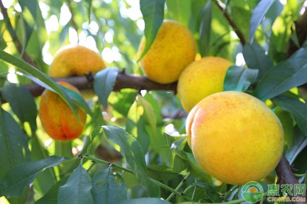 黄桃种植技术与管理及病虫害防治-图片版权归惠农网所有