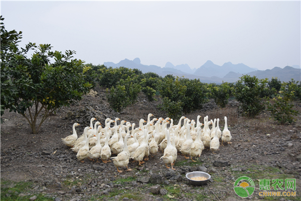 鵝的養(yǎng)殖技術(shù)和飼料配方-圖片版權(quán)歸惠農(nóng)網(wǎng)所有