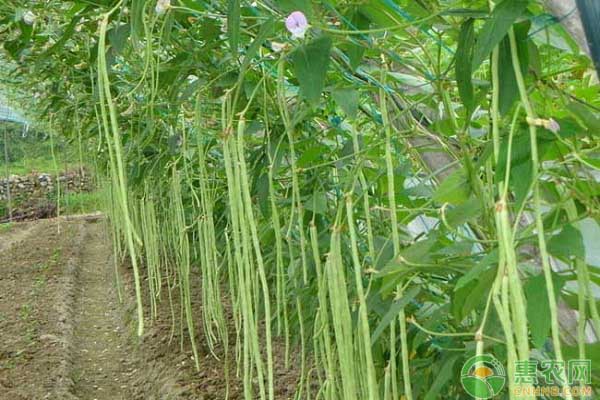 豆角種植管理的技巧-圖片版權(quán)歸惠農(nóng)網(wǎng)所有