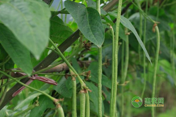豆角種植管理的技巧-圖片版權(quán)歸惠農(nóng)網(wǎng)所有