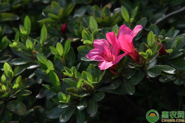 杜鵑養(yǎng)殖方法-圖片版權(quán)歸惠農(nóng)網(wǎng)所有