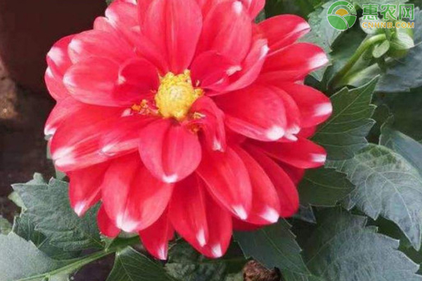 大麗花夏天養(yǎng)殖方法-圖片版權(quán)歸惠農(nóng)網(wǎng)所有