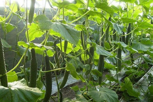 6-7月份种什么菜合适？