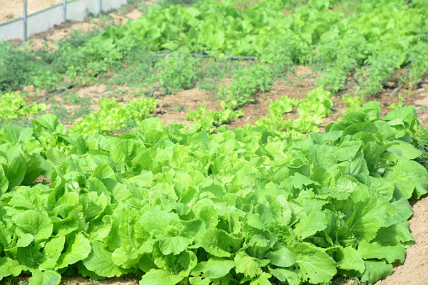 6-7月份种什么菜合适？