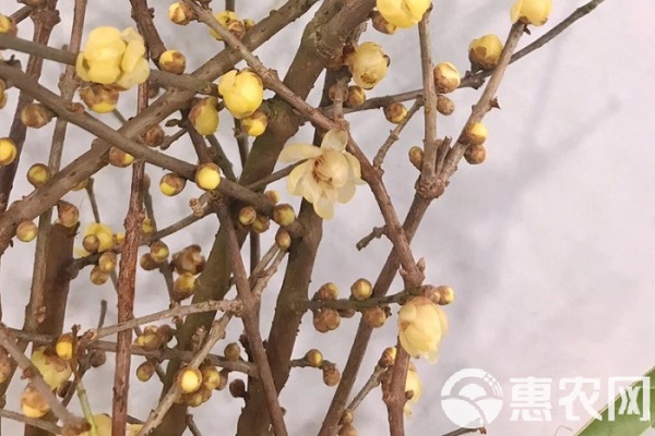 梅花養(yǎng)殖方法與技巧-圖片版權(quán)歸惠農(nóng)網(wǎng)所有
