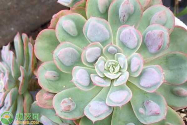 多肉植物的栽培方法和技巧-圖片版權(quán)歸惠農(nóng)網(wǎng)所有