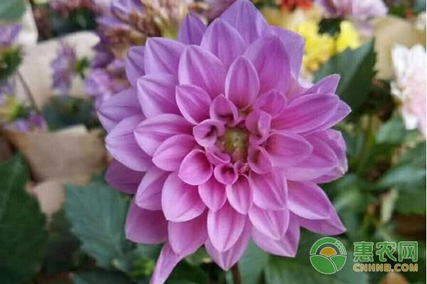 菊花栽培養(yǎng)殖方法-圖片版權(quán)歸惠農(nóng)網(wǎng)所有