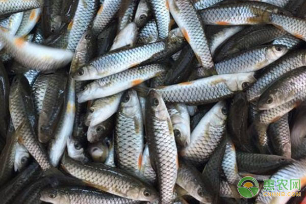 清波魚是怎樣養(yǎng)殖與管理？-圖片版權(quán)歸惠農(nóng)網(wǎng)所有
