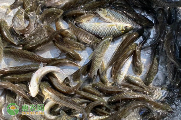 清波魚是怎樣養(yǎng)殖與管理？-圖片版權(quán)歸惠農(nóng)網(wǎng)所有