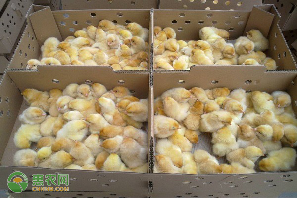 小鸡养殖技术和饲养管理方法-图片版权归惠农网所有