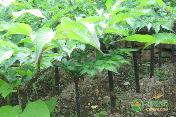 魔芋種植技術(shù)及管理-圖片版權(quán)歸惠農(nóng)網(wǎng)所有