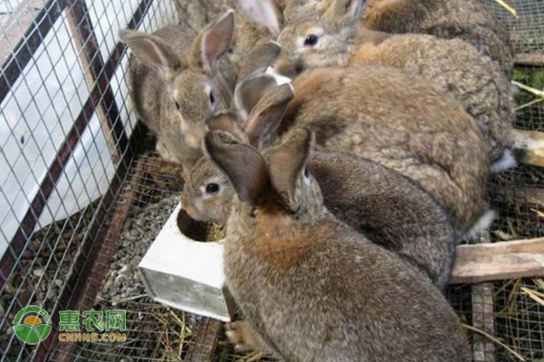 家養(yǎng)幼兔的飼養(yǎng)和管理方法-圖片版權(quán)歸惠農(nóng)網(wǎng)所有