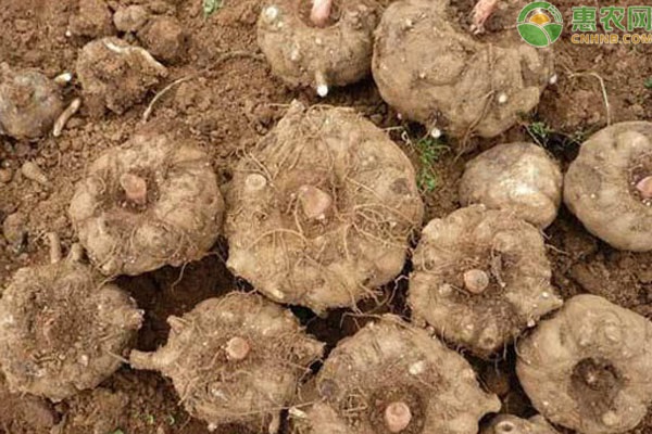 魔芋種植技術(shù)及管理-圖片版權(quán)歸惠農(nóng)網(wǎng)所有