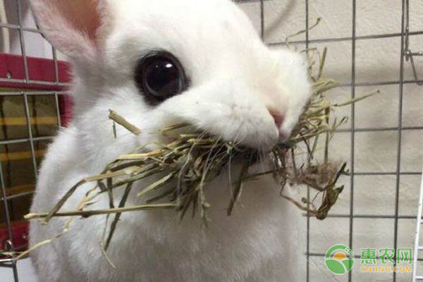 家養(yǎng)幼兔的飼養(yǎng)和管理方法-圖片版權(quán)歸惠農(nóng)網(wǎng)所有