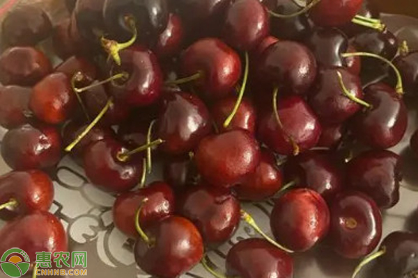 車(chē)?yán)遄拥姆N植方法和技巧-圖片版權(quán)歸惠農(nóng)網(wǎng)所有