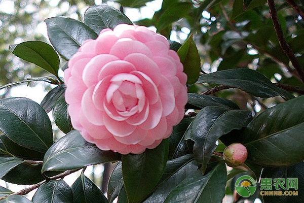 茶花的種植方法和技巧-圖片版權(quán)歸惠農(nóng)網(wǎng)所有