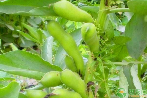 蠶豆的種植方法和技巧-圖片版權(quán)歸惠農(nóng)網(wǎng)所有