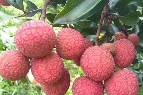 荔枝价格暴跌七成是咋回事？为何暴跌？