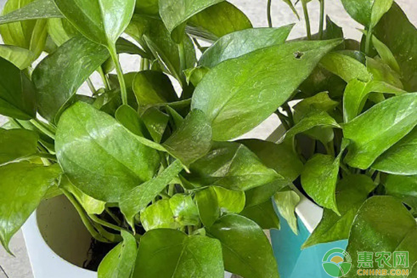 綠蘿種植方法與技巧-圖片版權(quán)歸惠農(nóng)網(wǎng)所有