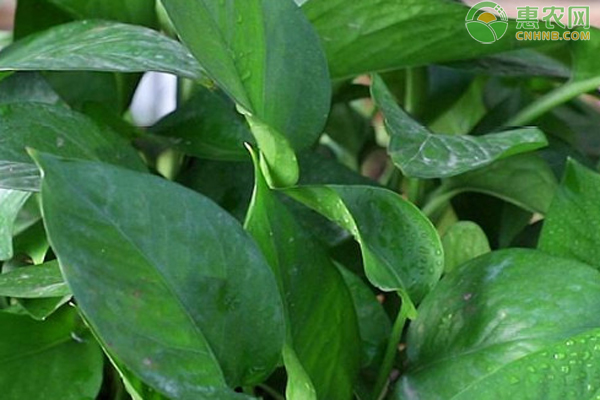 綠蘿種植方法與技巧-圖片版權(quán)歸惠農(nóng)網(wǎng)所有