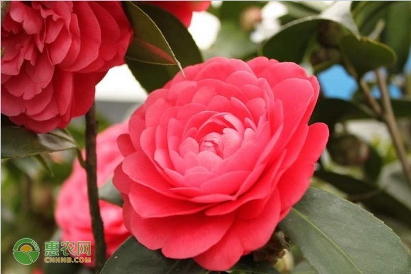 茶花的種植方法和技巧-圖片版權(quán)歸惠農(nóng)網(wǎng)所有