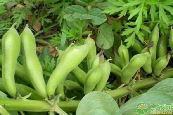 蠶豆的種植方法和技巧-圖片版權(quán)歸惠農(nóng)網(wǎng)所有