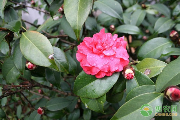 茶花的種植方法和技巧-圖片版權(quán)歸惠農(nóng)網(wǎng)所有