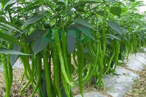 二荆条什么季节上市？