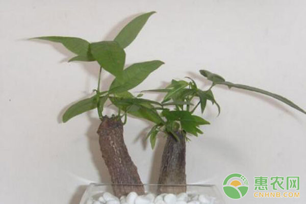發(fā)財樹的養(yǎng)護(hù)技巧和方法-圖片版權(quán)歸惠農(nóng)網(wǎng)所有