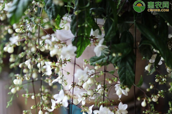 垂絲茉莉養(yǎng)護(hù)技巧-圖片版權(quán)歸惠農(nóng)網(wǎng)所有