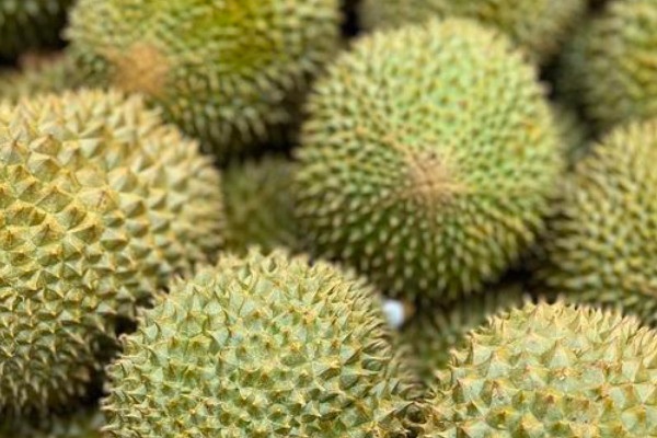 榴莲上市季节是什么时候？