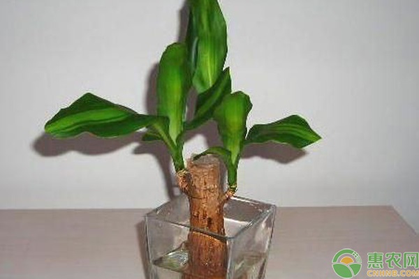 巴西木的養(yǎng)殖方法和技巧-圖片版權(quán)歸惠農(nóng)網(wǎng)所有